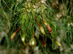 Dicranoloma menziesii