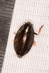 Gyrininae