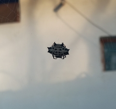 Gasteracantha cancriformis