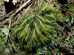 Dicranoloma menziesii