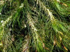Dicranoloma menziesii