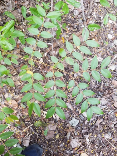 Caesalpinia major iNat (2)