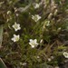 Spring Sandwort - Photo (c) Natural  England, some rights reserved (CC BY-NC-ND)