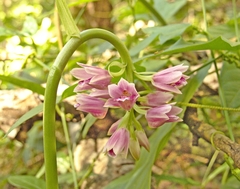 Eulophia cernua