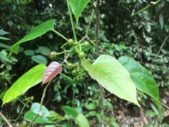 Cissus repens