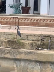 Egretta caerulea