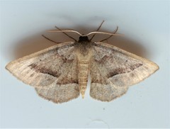 Metarranthis duaria