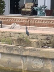 Egretta caerulea