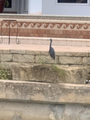 Egretta caerulea