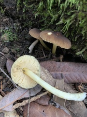Pluteus romellii