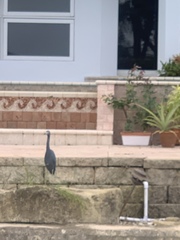 Egretta caerulea