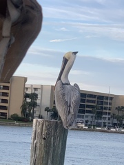 Pelecanus occidentalis
