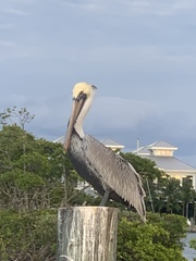 Pelecanus occidentalis