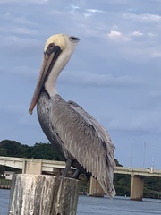 Pelecanus occidentalis