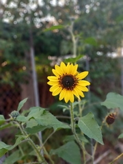 Helianthus annuus