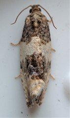 Pseudosciaphila duplex