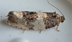 Pseudosciaphila duplex