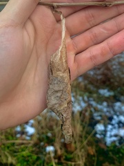 Callosamia promethea