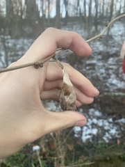 Callosamia promethea