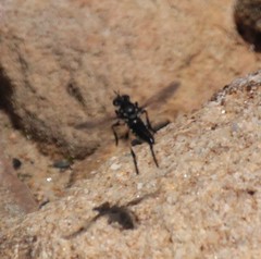 Thereutria pulchripes