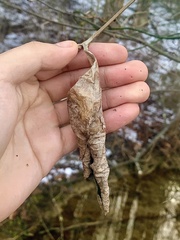 Callosamia promethea