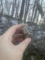 Callosamia promethea