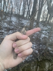 Callosamia promethea