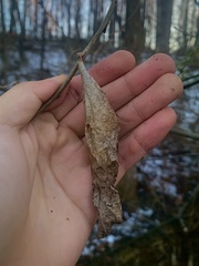 Callosamia promethea