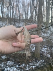 Callosamia promethea