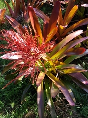 Aechmea blanchetiana
