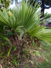 Pritchardia hillebrandii