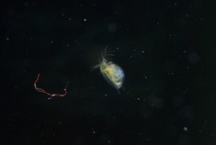 Daphnia pulex