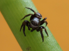 Paraphidippus