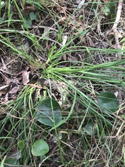 Caesia parviflora vittata