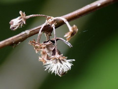 Olearia gardneri