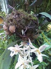 Stanhopea dodsoniana