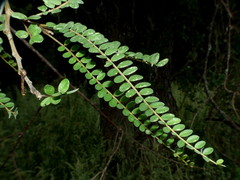 Sophora godleyi