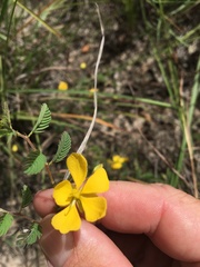 Chamaecrista concinna