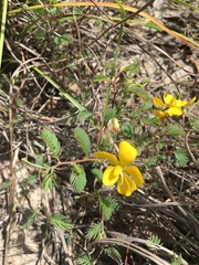 Chamaecrista concinna