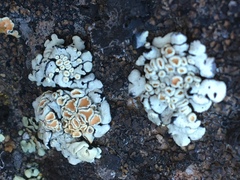 Rhizoplaca chrysoleuca