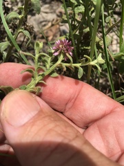 Pterocaulon