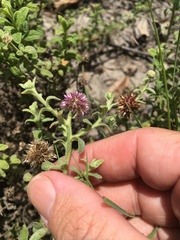 Pterocaulon