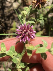Pterocaulon
