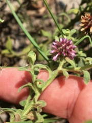 Pterocaulon