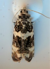 Pseudosciaphila duplex