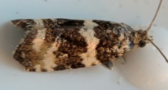 Pseudosciaphila duplex