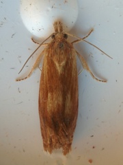 Eucosma umbrastriana