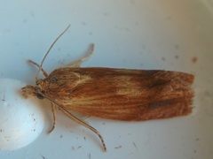 Eucosma umbrastriana
