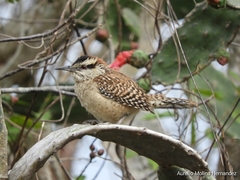 Rufous-Naped Wren photo 2