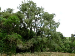 Sophora godleyi
